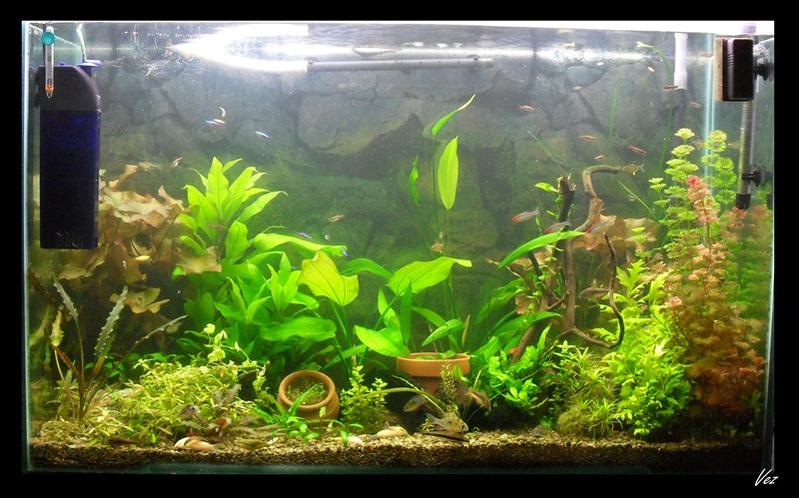 Full%20Tank%20Shotbf.jpg