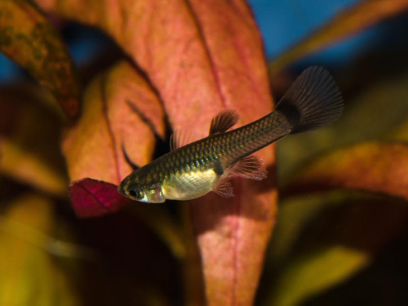 full black fry-1.jpg