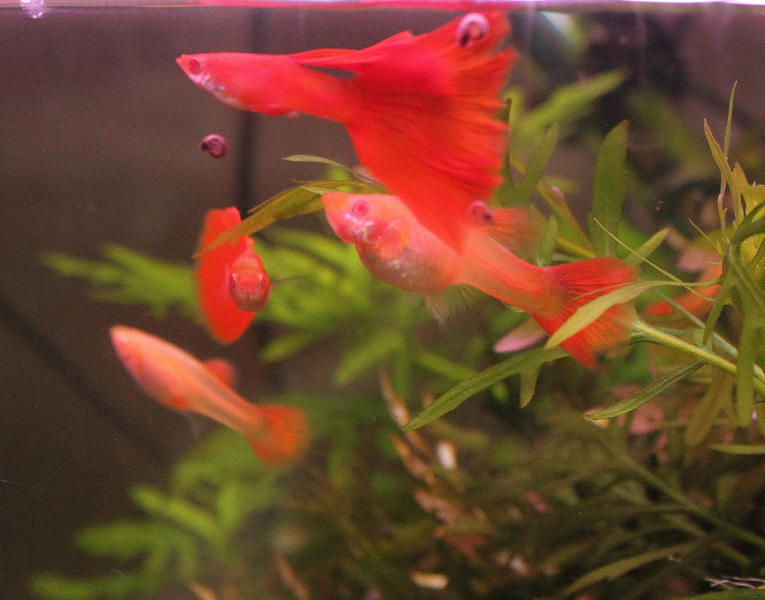 Full Red1.jpg