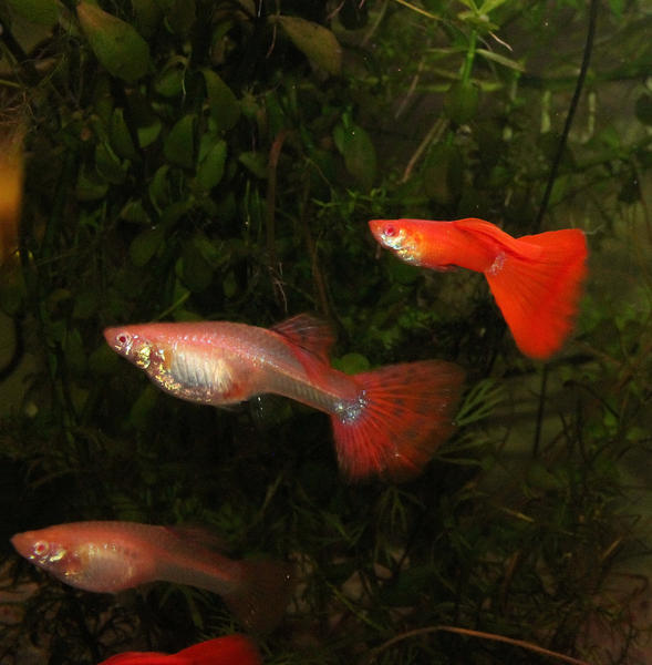 Full Reds00011.jpg