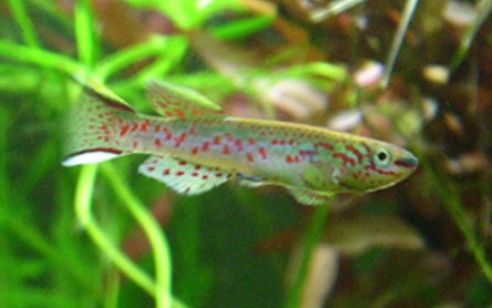 Fundulopanchax Gardneri N'Sukka (Blue Form).jpg