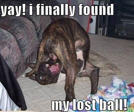 funny dogs-2.jpg
