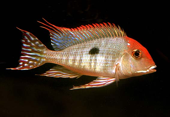 g.tapajos_05.jpg