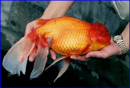 Giant Goldfish.jpg