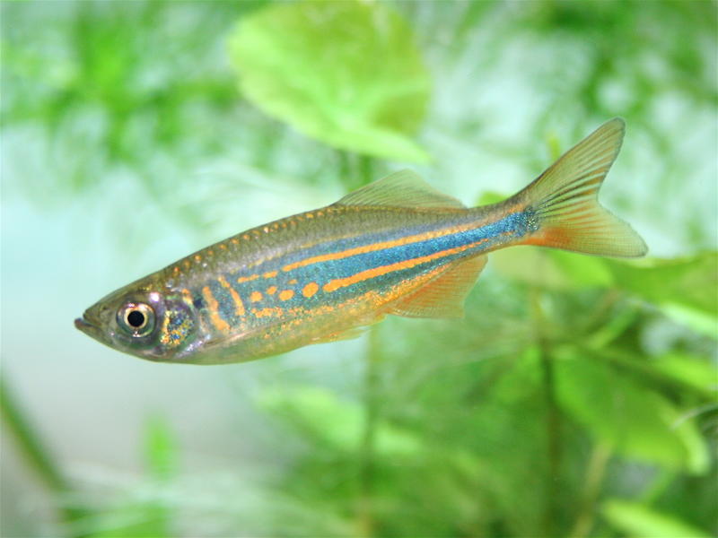 Giant_danio.jpg