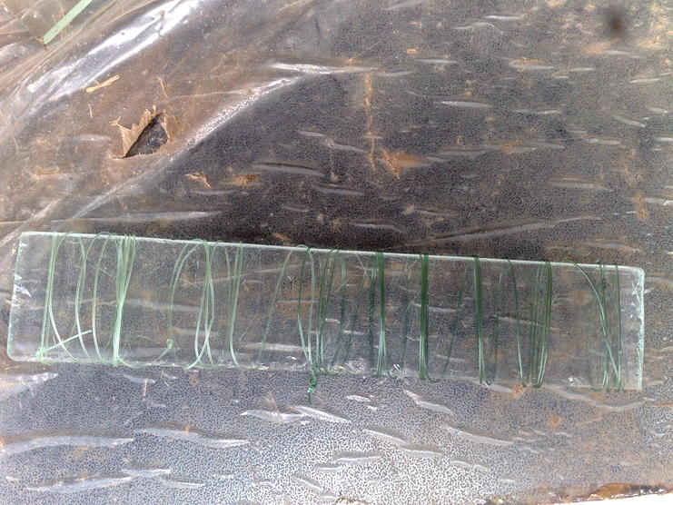 Glass loop.jpg