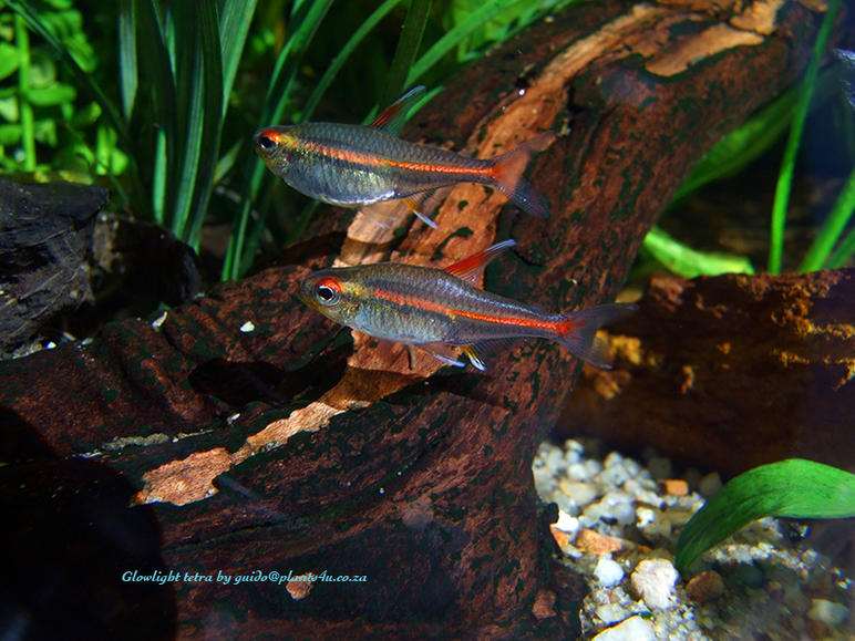 Glowlight tetra 2 6684.jpg
