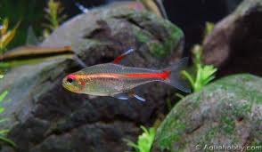 Glowlight tetra.jpg