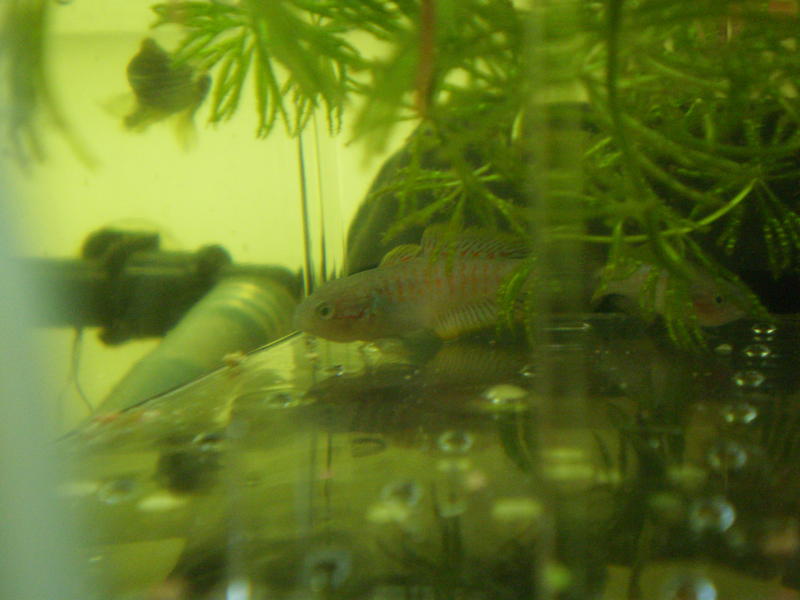 Goby 3.jpg