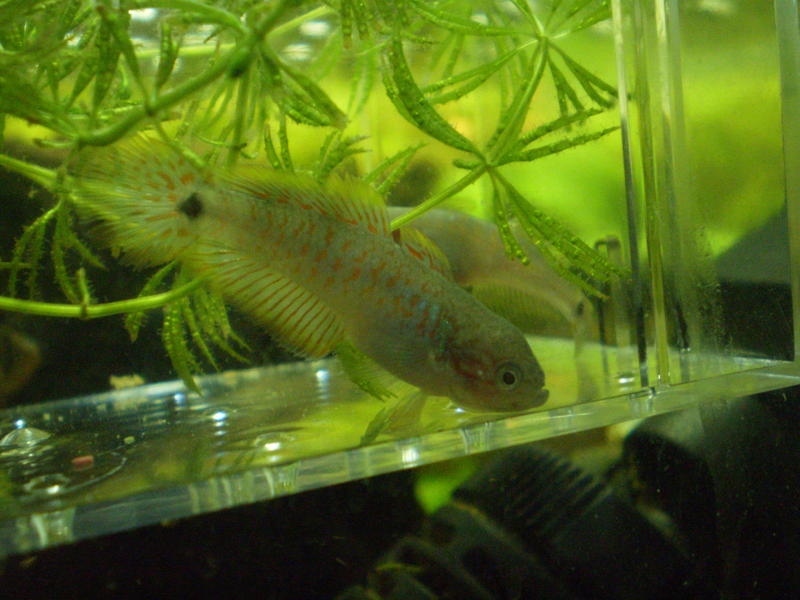 Goby 5.jpg