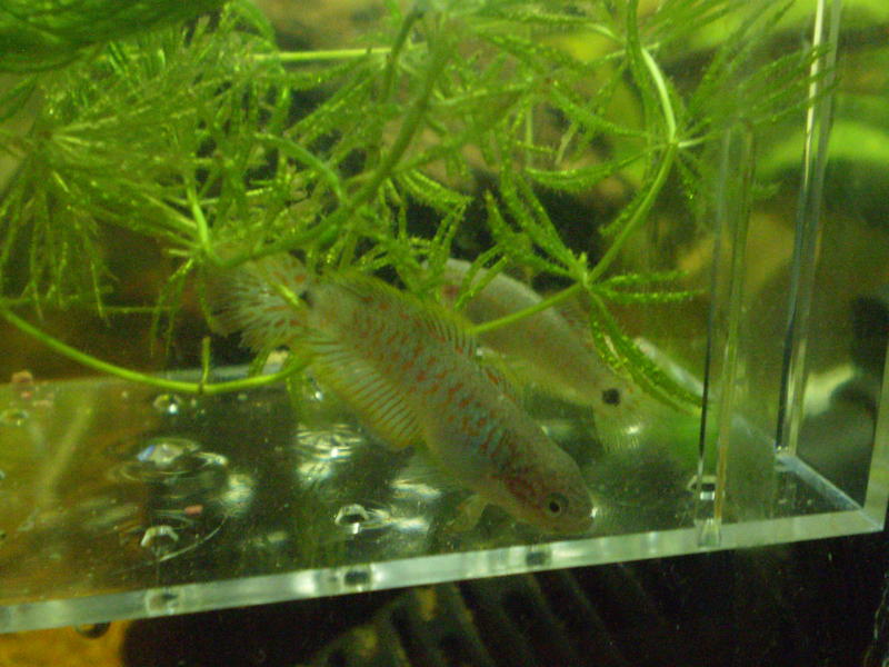Goby 6.jpg