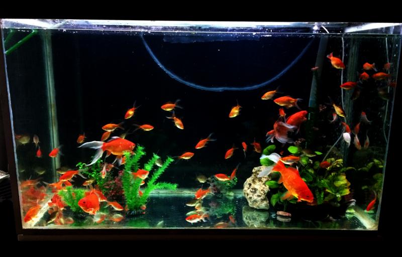 Goldfish (small).jpg