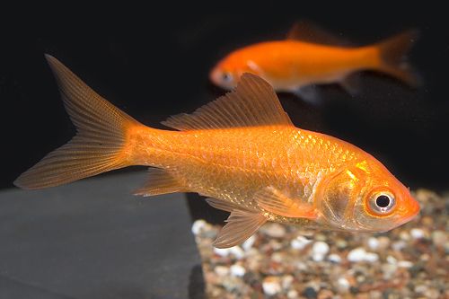 GOLDFISH_COMET_MEDIUM.jpg