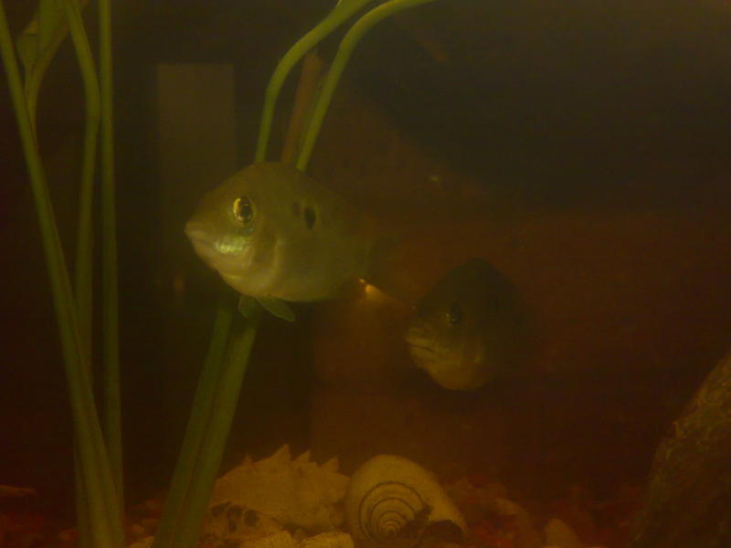 green chromides1.jpg