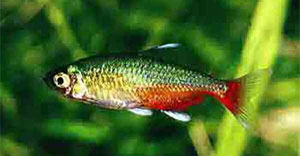 green fire tetras.jpg