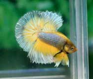 Green-Gas-Butterfly.jpg