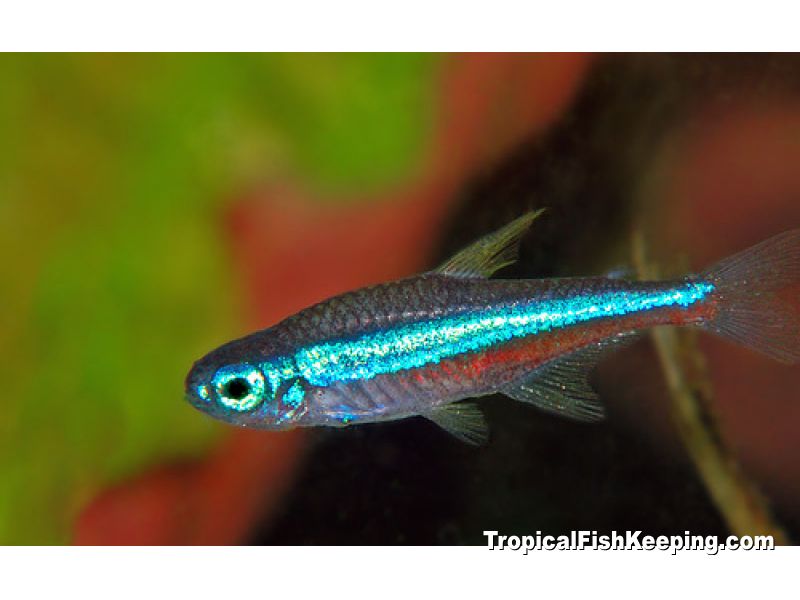 green-neon-tetra-1265735188-800.jpg