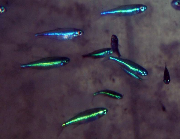 Green Neon Tetra.jpg