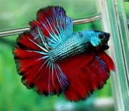 Green-Red-Dragon-HM.jpg