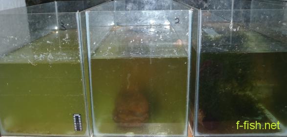 greenwater121110.jpg