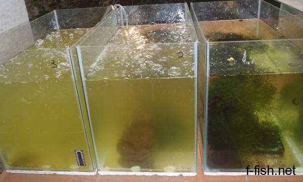 greenwater141110.jpg