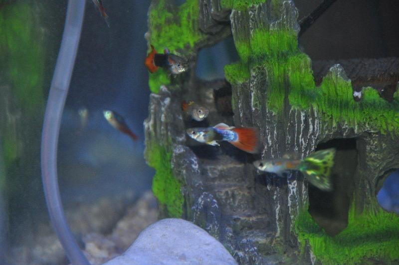 Guppies.jpg