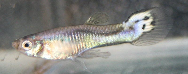 guppy fry-6.jpg