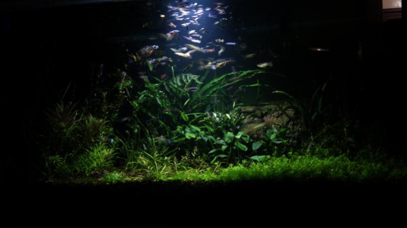 guppy.jpg