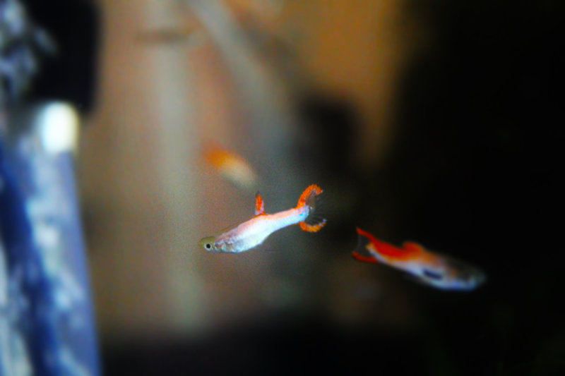 guppy.JPG