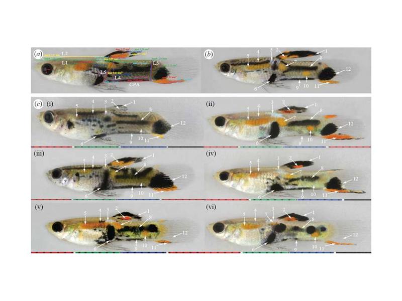 Guppy linkage map pic.jpg