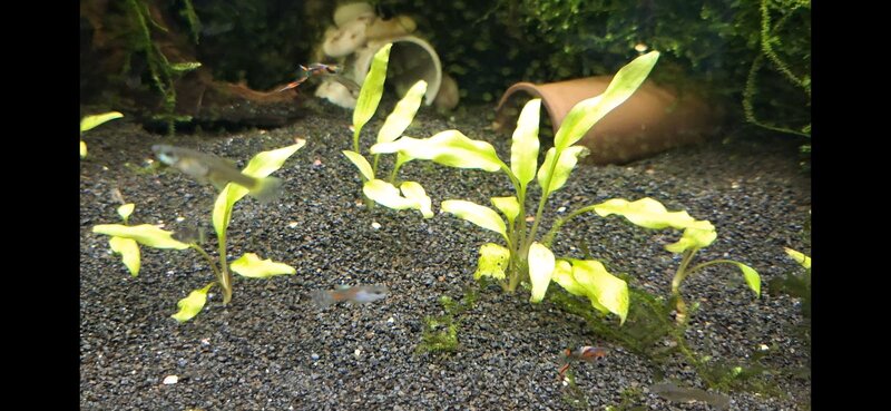 guppy1.jpeg