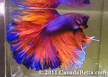 hm-red-purple-bf-cb02-2011.jpg
