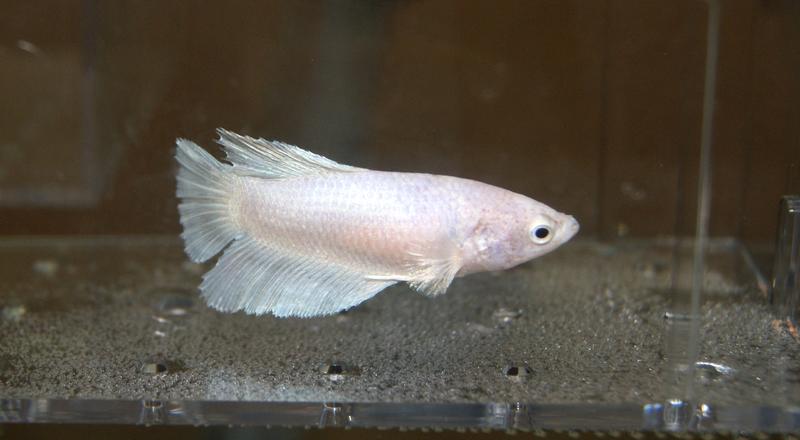 HM - White Female.jpg