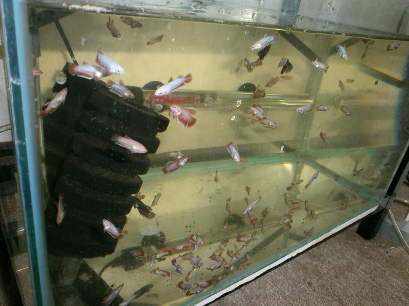 HMPS2.jpg