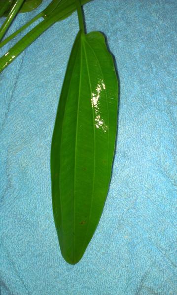 IMAG0310.jpg