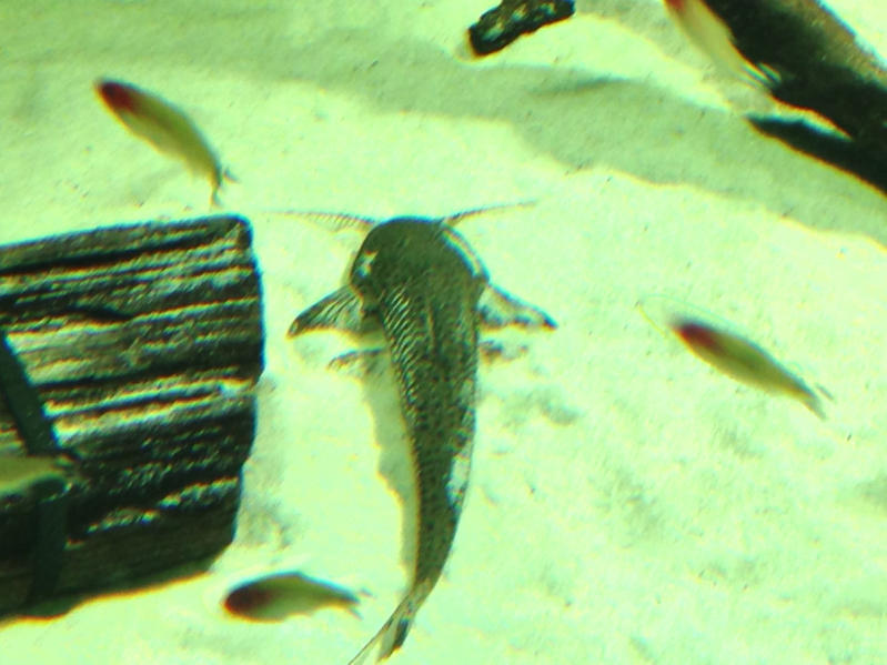 image-4086541479.jpg