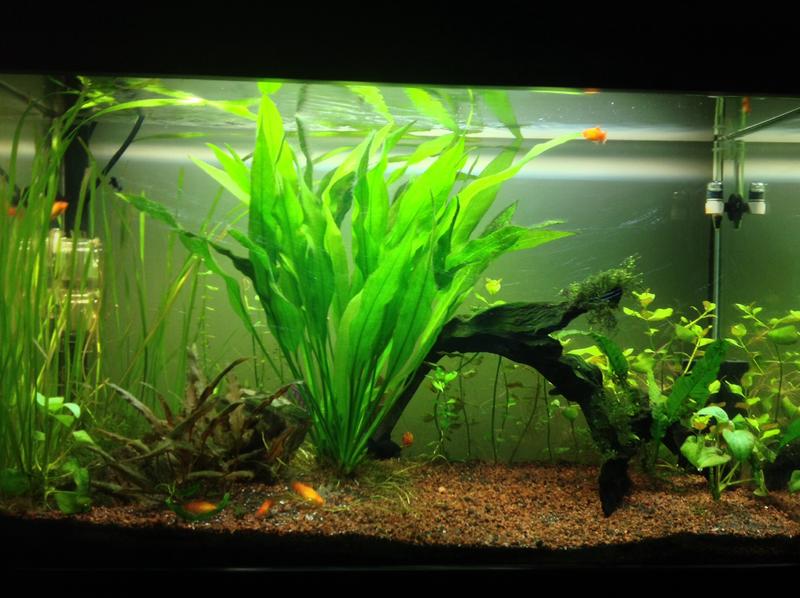 Aquarium Substrate For Live Plants And Fish Best Aquarium Plants For Gravel