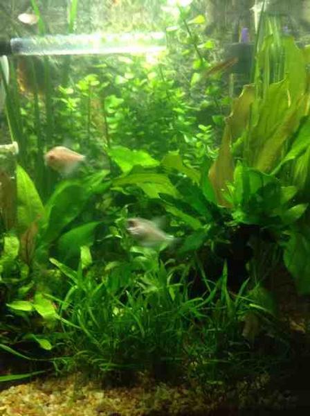 ImageUploadedByTapatalk HD1354559736.293516.jpg