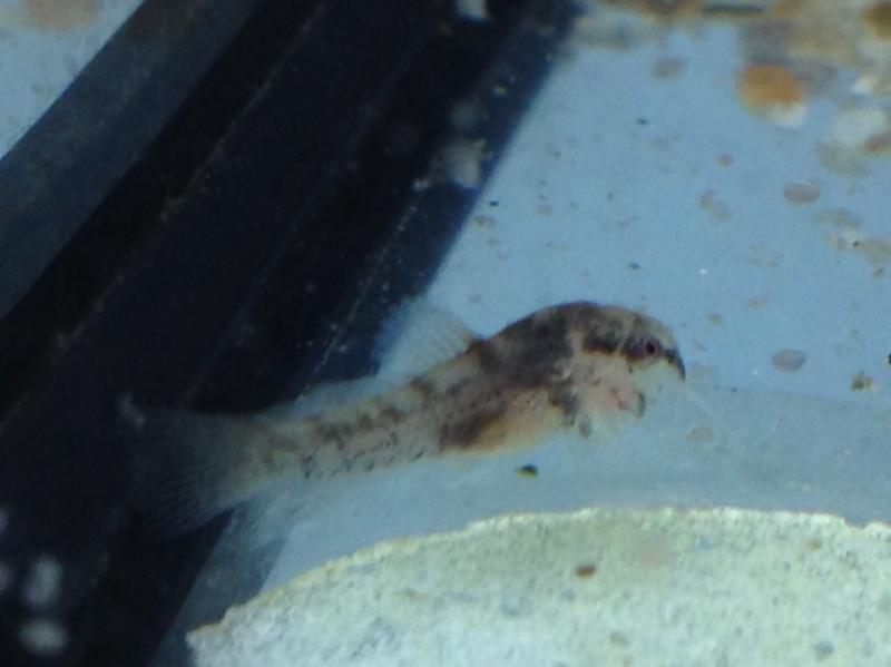 Breeding Bronze Corydoras Tropical Aquariums SA