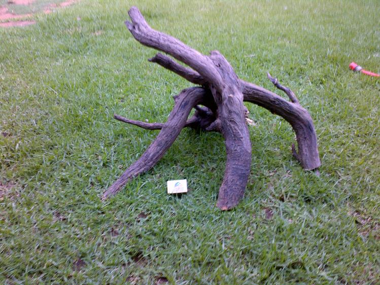 IMG-20130123-00160.jpg