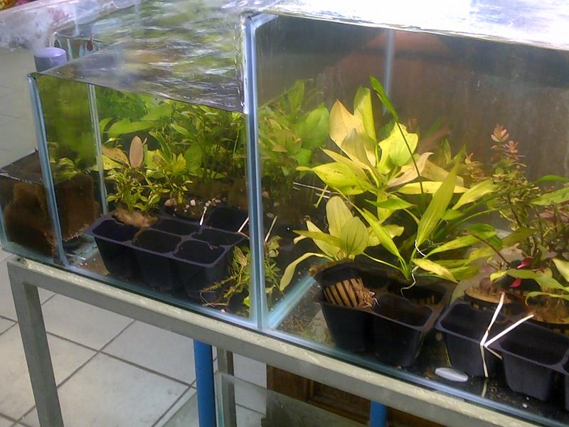 Plants in Durban Tropical Aquariums SA