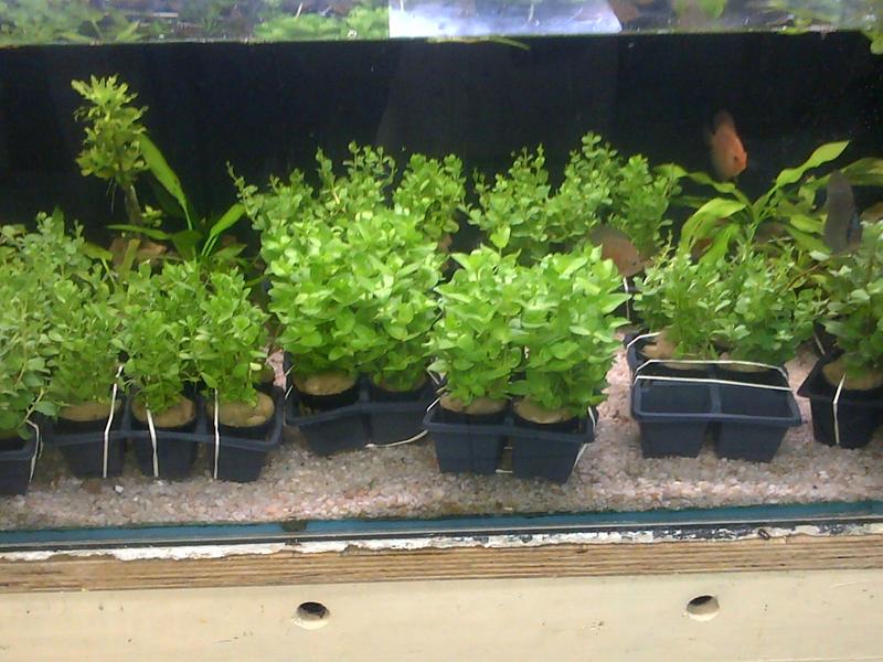 Plants in Durban Tropical Aquariums SA