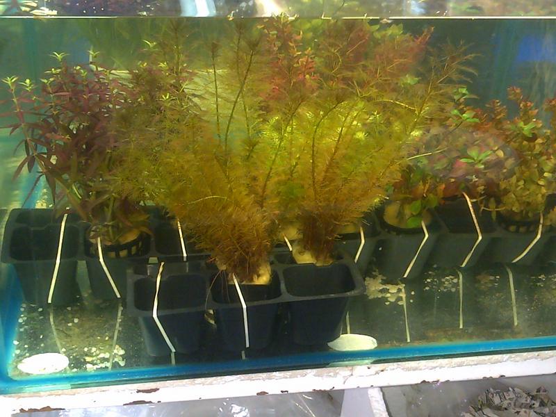 Plants in Durban Tropical Aquariums SA