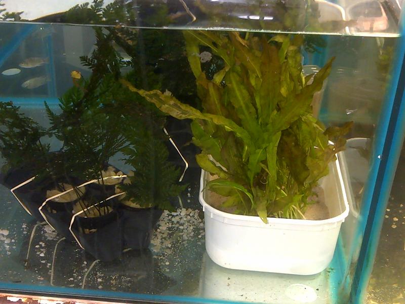 Plants in Durban Tropical Aquariums SA