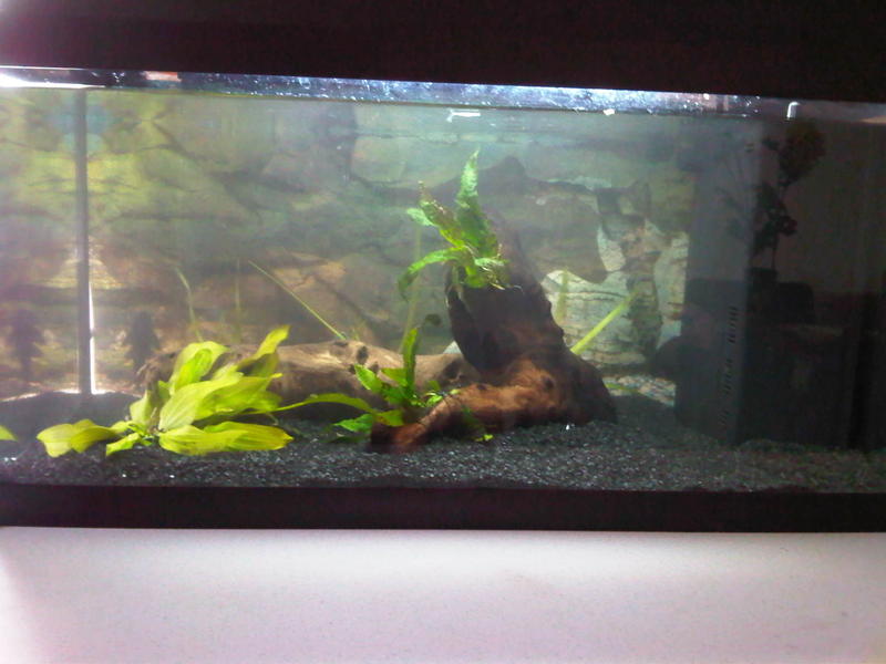 IMG01675-20120405-RESCAPE.jpg