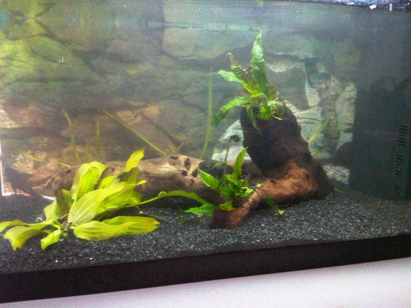 IMG01676-20120405-RESCAPE.jpg