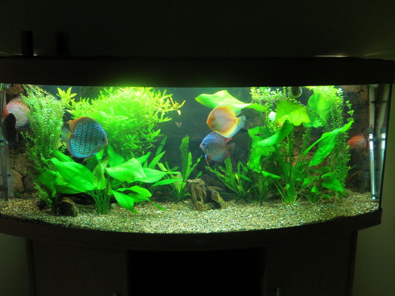 [FS] juwel 450 and some stock, durban Tropical Aquariums SA