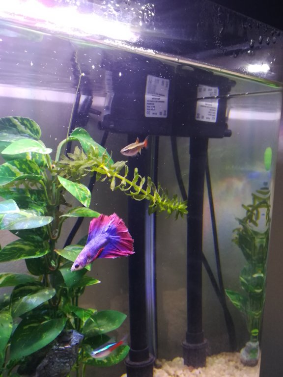 Filter too strong? Tropical Aquariums SA