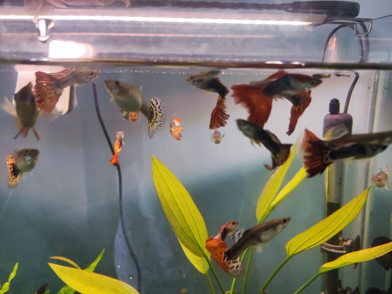 For Sale For sale Dumbo guppies Tropical Aquariums SA