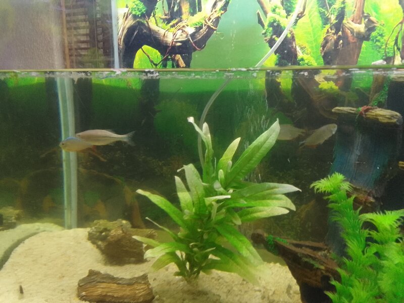 Freebie Fish for free Tropical Aquariums SA